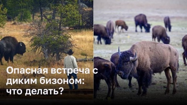 Опасная встреча с диким бизоном: что делать? Опасная встреча с диким бизоном: что делать?